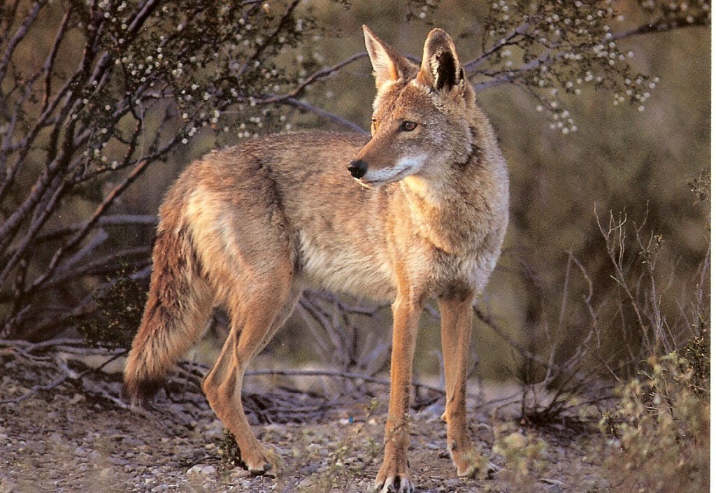 When a Coyote Cuts Your Run Short: Staying Safe on the&nbsp;Trail